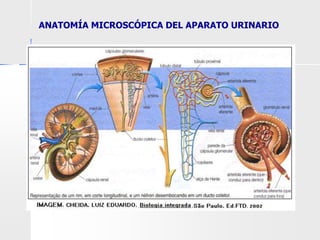 ANATOMÍA MICROSCÓPICA DEL APARATO URINARIO
 