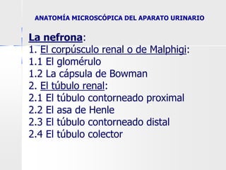 La nefrona:
1. El corpúsculo renal o de Malphigi:
1.1 El glomérulo
1.2 La cápsula de Bowman
2. El túbulo renal:
2.1 El túbulo contorneado proximal
2.2 El asa de Henle
2.3 El túbulo contorneado distal
2.4 El túbulo colector
ANATOMÍA MICROSCÓPICA DEL APARATO URINARIO
 