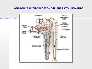 ANATOMÍA MICROSCÓPICA DEL APARATO URINARIO
 