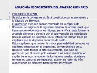 CORPÚSCULO RENAL
Se ubica en la corteza renal. Está constituido por el glomérulo y
la cápsula de Bowman.
El glomérulo es la red capilar contenida en la cápsula de
Bowman, se origina de la siguiente manera: la arteria renal, que
lleva sangre oxigenada a los riñones, se ramifica hasta formar la
arteriola aferente y penetra por el polo vascular del corpúsculo
hacia la cápsula de Bowman. En su interior se forman miles de
capilares que se disponen en forma de ovillo.
Estos capilares, que poseen la mayor permeabilidad de todos los
capilares existentes en el organismo, se van uniendo en su
trayecto hasta formar la arteriola eferente, que sale del
glomérulo por el mismo polo vascular. Una nueva ramificación
capilar tiene lugar alrededor de los túbulos renales, donde se
forman los capilares peritubulares, que en su recorrido irán
aumentando de diámetro hasta formar las vénulas
ANATOMÍA MICROSCÓPICA DEL APARATO URINARIO
 