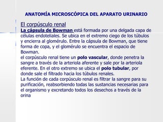 El corpúsculo renal
La cápsula de Bowman está formada por una delgada capa de
células endoteliales. Se ubica en el extremo ciego de los túbulos
y encierra al glomérulo. Entre la cápsula de Bowman, que tiene
forma de copa, y el glomérulo se encuentra el espacio de
Bowman.
el corpúsculo renal tiene un polo vascular, donde penetra la
sangre a través de la arteriola aferente y sale por la arteriola
eferente. En el otro extremo se ubica el polo tubular, por
donde sale el filtrado hacia los túbulos renales.
La función de cada corpúsculo renal es filtrar la sangre para su
purificación, reabsorbiendo todas las sustancias necesarias para
el organismo y excretando todos los desechos a través de la
orina
ANATOMÍA MICROSCÓPICA DEL APARATO URINARIO
 