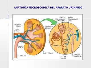 ANATOMÍA MICROSCÓPICA DEL APARATO URINARIO
 