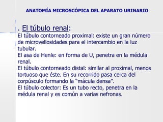 . El túbulo renal:
El túbulo contorneado proximal: existe un gran número
de microvellosidades para el intercambio en la luz
tubular.
El asa de Henle: en forma de U, penetra en la médula
renal.
El túbulo contorneado distal: similar al proximal, menos
tortuoso que éste. En su recorrido pasa cerca del
corpúsculo formando la “mácula densa”.
El túbulo colector: Es un tubo recto, penetra en la
médula renal y es común a varias nefronas.
ANATOMÍA MICROSCÓPICA DEL APARATO URINARIO
 