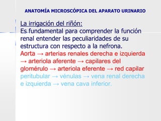La irrigación del riñón:
Es fundamental para comprender la función
renal entender las peculiaridades de su
estructura con respecto a la nefrona.
Aorta → arterias renales derecha e izquierda
→ arteriola aferente → capilares del
glomérulo → arteriola eferente → red capilar
peritubular → vénulas → vena renal derecha
e izquierda → vena cava inferior.
ANATOMÍA MICROSCÓPICA DEL APARATO URINARIO
 
