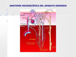 ANATOMÍA MICROSCÓPICA DEL APARATO URINARIO
 