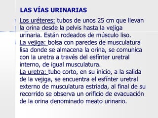 LAS VÍAS URINARIAS
Los uréteres: tubos de unos 25 cm que llevan
la orina desde la pelvis hasta la vejiga
urinaria. Están rodeados de músculo liso.
La vejiga: bolsa con paredes de musculatura
lisa donde se almacena la orina, se comunica
con la uretra a través del esfínter uretral
interno, de igual musculatura.
La uretra: tubo corto, en su inicio, a la salida
de la vejiga, se encuentra el esfínter uretral
externo de musculatura estriada, al final de su
recorrido se observa un orificio de evacuación
de la orina denominado meato urinario.
 