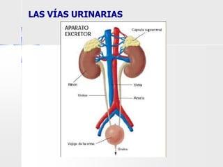 LAS VÍAS URINARIAS
 