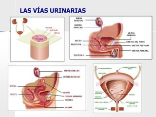 LAS VÍAS URINARIAS
 