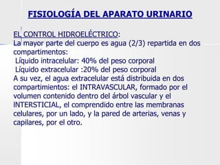 EL CONTROL HIDROELÉCTRICO:
La mayor parte del cuerpo es agua (2/3) repartida en dos
compartimentos:
●Líquido intracelular: 40% del peso corporal
●Líquido extracelular :20% del peso corporal
A su vez, el agua extracelular está distribuida en dos
compartimientos: el INTRAVASCULAR, formado por el
volumen contenido dentro del árbol vascular y el
lNTERSTICIAL, el comprendido entre las membranas
celulares, por un lado, y la pared de arterias, venas y
capilares, por el otro.
FISIOLOGÍA DEL APARATO URINARIO
 
