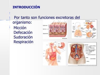 INTRODUCCIÓN
Por tanto son funciones excretoras del
organismo:
●Micción
●Defecación
●Sudoración
●Respiración
 