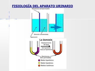FISIOLOGÍA DEL APARATO URINARIO
 