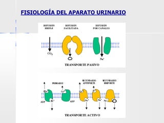 FISIOLOGÍA DEL APARATO URINARIO
 