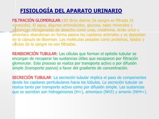 FILTRACIÓN GLOMERULAR:180 litros diarios (la sangre es filtrada 25
veces/día). El agua, algunos aminoácidos, glucosa, sales minerales y
sustancias nitrogenadas de desecho como urea, creatinina, ácido úrico y
amoníaco abandonan en forma pasiva los capilares arteriales y se depositan
en la cápsula de Bowman. Las moléculas pesadas como proteínas, lípidos y
células de la sangre no son filtradas.
REABSORCIÓN TUBULAR: Las células que forman el epitelio tubular se
encargan de recuperar las sustancias útiles que escaparon por filtración
glomerular. Este proceso se realiza por transporte activo o por difusión
simple (transporte pasivo) a favor del gradiente de concentración.
SECRECIÓN TUBULAR: La secreción tubular implica el paso de componentes
desde los capilares peritubulares hacia los túbulos. La secreción tubular se
realiza tanto por transporte activo como por difusión simple. Las sustancias
que se secretan son hidrogeniones (H+), amoníaco (NH3) y amonio (NH4+).
FISIOLOGÍA DEL APARATO URINARIO
 