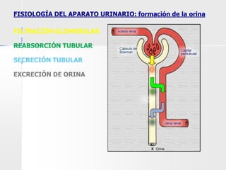 FILTRACIÓN GLOMERULAR
REABSORCIÓN TUBULAR
SECRECIÓN TUBULAR
EXCRECIÓN DE ORINA
FISIOLOGÍA DEL APARATO URINARIO: formación de la orina
 