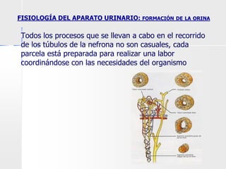 Todos los procesos que se llevan a cabo en el recorrido
de los túbulos de la nefrona no son casuales, cada
parcela está preparada para realizar una labor
coordinándose con las necesidades del organismo
FISIOLOGÍA DEL APARATO URINARIO: FORMACIÓN DE LA ORINA
 