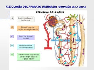 FISIOLOGÍA DEL APARATO URINARIO: FORMACIÓN DE LA ORINA
 