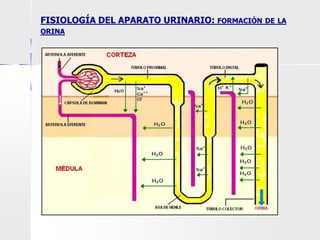 FISIOLOGÍA DEL APARATO URINARIO: FORMACIÓN DE LA
ORINA
 