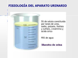 FISIOLOGÍA DEL APARATO URINARIO
 