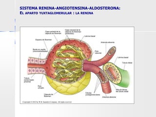 SISTEMA RENINA-ANGIOTENSINA-ALDOSTERONA:
EL APARTO YUXTAGLOMERULAR : LA RENINA
 