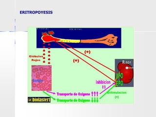 ERITROPOYESIS
 