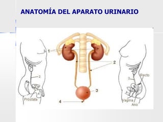 ANATOMÍA DEL APARATO URINARIO
 