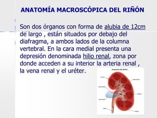 ANATOMÍA MACROSCÓPICA DEL RIÑÓN
Son dos órganos con forma de alubia de 12cm
de largo , están situados por debajo del
diafragma, a ambos lados de la columna
vertebral. En la cara medial presenta una
depresión denominada hilio renal, zona por
donde acceden a su interior la arteria renal ,
la vena renal y el uréter.
 