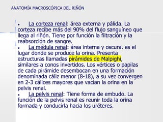 ● La corteza renal: área externa y pálida. La
corteza recibe más del 90% del flujo sanguíneo que
llega al riñón. Tiene por función la filtración y la
reabsorción de sangre.
● La médula renal: área interna y oscura. es el
lugar donde se produce la orina. Presenta
estructuras llamadas pirámides de Malpighi,
similares a conos invertidos. Los vértices o papilas
de cada pirámide desembocan en una formación
denominada cáliz menor (8-18), a su vez convergen
en 2-3 cálices mayores que vacían la orina en la
pelvis renal.
● La pelvis renal: Tiene forma de embudo. La
función de la pelvis renal es reunir toda la orina
formada y conducirla hacia los uréteres.
ANATOMÍA MACROSCÓPICA DEL RIÑÓN
 