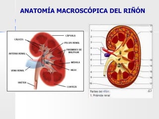 ANATOMÍA MACROSCÓPICA DEL RIÑÓN
 