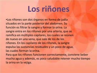 Los riñones
•Los riñones son dos órganos en forma de judía
situados en la parte posterior del abdomen. Su
función es filtrar la sangre y formar la orina. La
sangre entra en los riñones por una arteria, que se
ramifica en múltiples capilares, los cuales se reúnen
de nuevo en una vena, que sale de los de los
riñones. En los capilares de los riñones, la sangre
expulsa las sustancias residuales y un poco de agua,
las cuales forman la orina.
Para que los riñones funcionen correctamente, conviene beber
mucha agua y además, es poco saludable retener mucho tiempo
la orina en la vejiga.

 