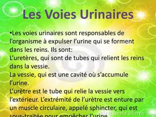 Les Voies Urinaires
•Les voies urinaires sont responsables de
l’organisme à expulser l’urine qui se forment
dans les reins. Ils sont:
L’uretères, qui sont de tubes qui relient les reins
dans la vessie.
La vessie, qui est une cavité où s’accumule
l’urine.
L’urètre est le tube qui relie la vessie vers
l’extérieur. L’extrémité de l’urètre est enture par
un muscle circulaire, appelé sphincter, qui est

 