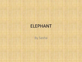 ELEPHANT By Sasha 