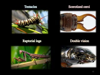 INSECT DEFENSE MECHANISM | PPTX