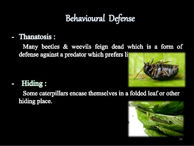 INSECT DEFENSE MECHANISM
