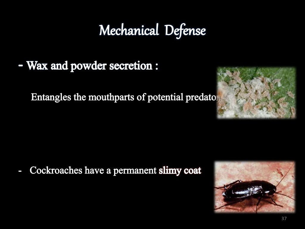 INSECT DEFENSE MECHANISM