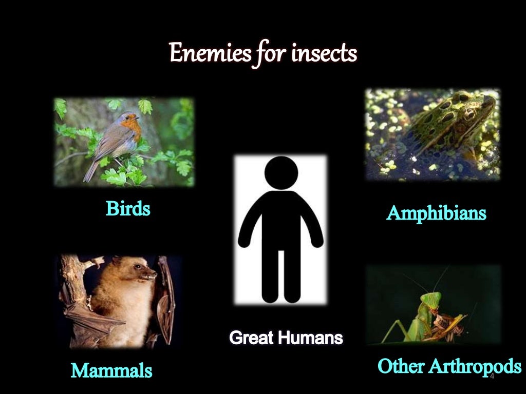 INSECT DEFENSE MECHANISM