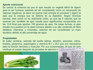 Aporte nutricional
Es común la creencia de que el apio resulta un vegetal difícil de digerir
para el ser humano, además de ser considerado como un compuesto de
calorías negativas, es decir, se quema más energía en procesar y digerir el
apio que la energía que se obtiene de su digestión. Según diversas
fuentes, este rumor no es realmente cierto, ya que las 6 calorías que se
queman por ramillete de apio resulta poco significantes comparadas con
las 13,6 Kcal que aportan 100 gramos de apio. De todas formas, el apio
resulta muy positivo en la dieta humana debido a su alto contenido de fibra
dietética, vitaminas y minerales, además de ser considerado un buen
diurético debido al alto porcentaje de agua.
Propiedades
El bulbo contiene, además del aceite etéreo, almidón, azúcares, colina,
tirosina, glutamina, asparragina y vitamina B-1 y B-2 que son necesarios
para la función nerviosa y muscular. Por sus componentes, el jugo de apio
restituye al cuerpo después de jornadas de ejercicio intenso o fiebres.
 