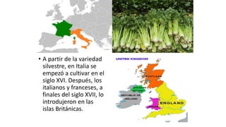 • A partir de la variedad
silvestre, en Italia se
empezó a cultivar en el
siglo XVI. Después, los
italianos y franceses, a
finales del siglo XVII, lo
introdujeron en las
islas Británicas.
 