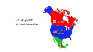 • En el siglo XIX
se comenzó a cultivar
 