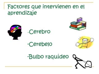 Factores que intervienen en el
aprendizaje
-Cerebro
-Cerebelo
-Bulbo raquídeo
 