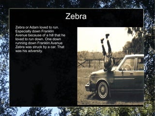 Zebra
Zebra or Adam loved to run.
Especially down Franklin
Avenue because of a hill that he
loved to run down. One down
running down Franklin Avenue
Zebra was struck by a car. That
was his adversity.
 