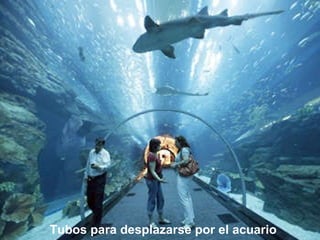Tubos para desplazarse por el acuario 