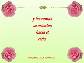 y las ramas
se orientan
haciael
cielo.
WWW.SOLITATUCUCU.CO.ES
 