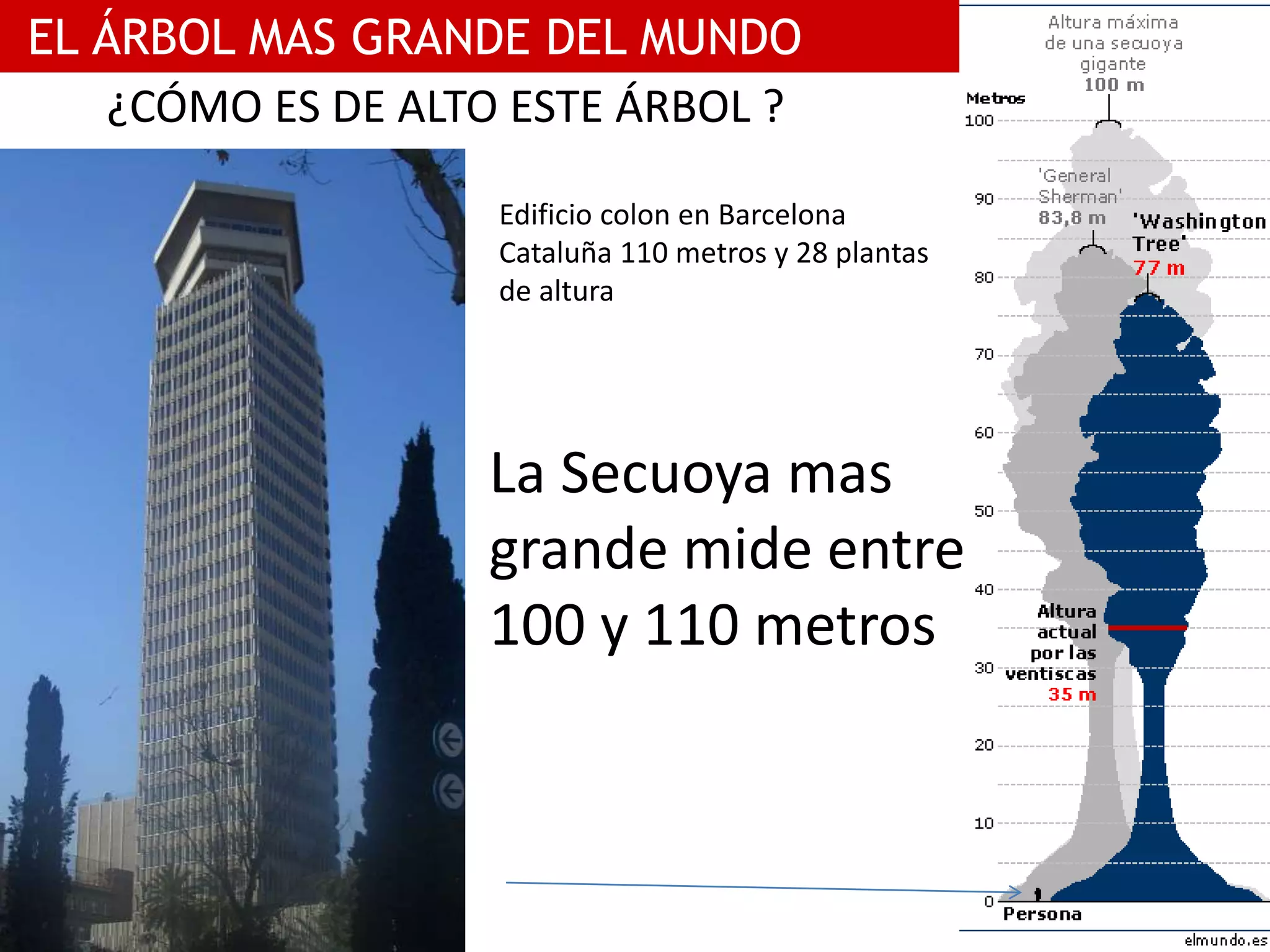 EL ÁRBOL MAS GRANDE DEL MUNDO
MARCO LOPEZ MATIN
¿CÓMO ES DE ALTO ESTE ÁRBOL ?
La Secuoya mas
grande mide entre
100 y 110 metros
Edificio colon en Barcelona
Cataluña 110 metros y 28 plantas
de altura
 