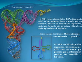 El arn y su importancia biológica | PPTX