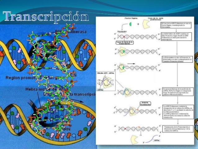 Que Es Maduracin O Procesamiento Del Arn Brainly Lat