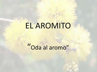 EL AROMITO
“Oda al aromo”
 