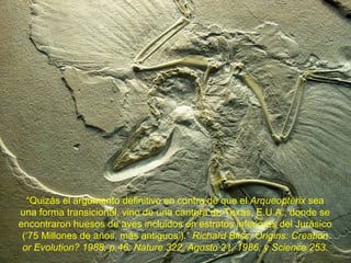 “Quizás el argumento definitivo en contra de que el Arqueoptérix sea
una forma transicional, vino de una cantera de Texas, E.U.A., donde se
encontraron huesos de aves incluidos en estratos inferiores del Jurásico
 (‘75 Millones de años, más antiguos’).” Richard Bliss, Origins: Creation
 or Evolution? 1988, p.46; Nature 322, Agosto 21, 1986; y Science 253.
 