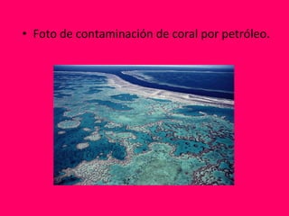 Foto de contaminación de coral por petróleo. 