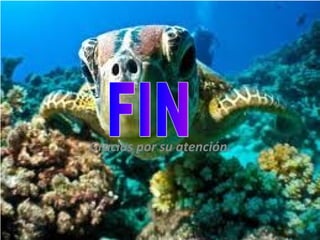 Gracias por su atención. FIN 