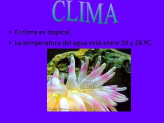 El clima es tropical.  La temperatura del agua está entre 20 y 28 ºC. CLIMA 